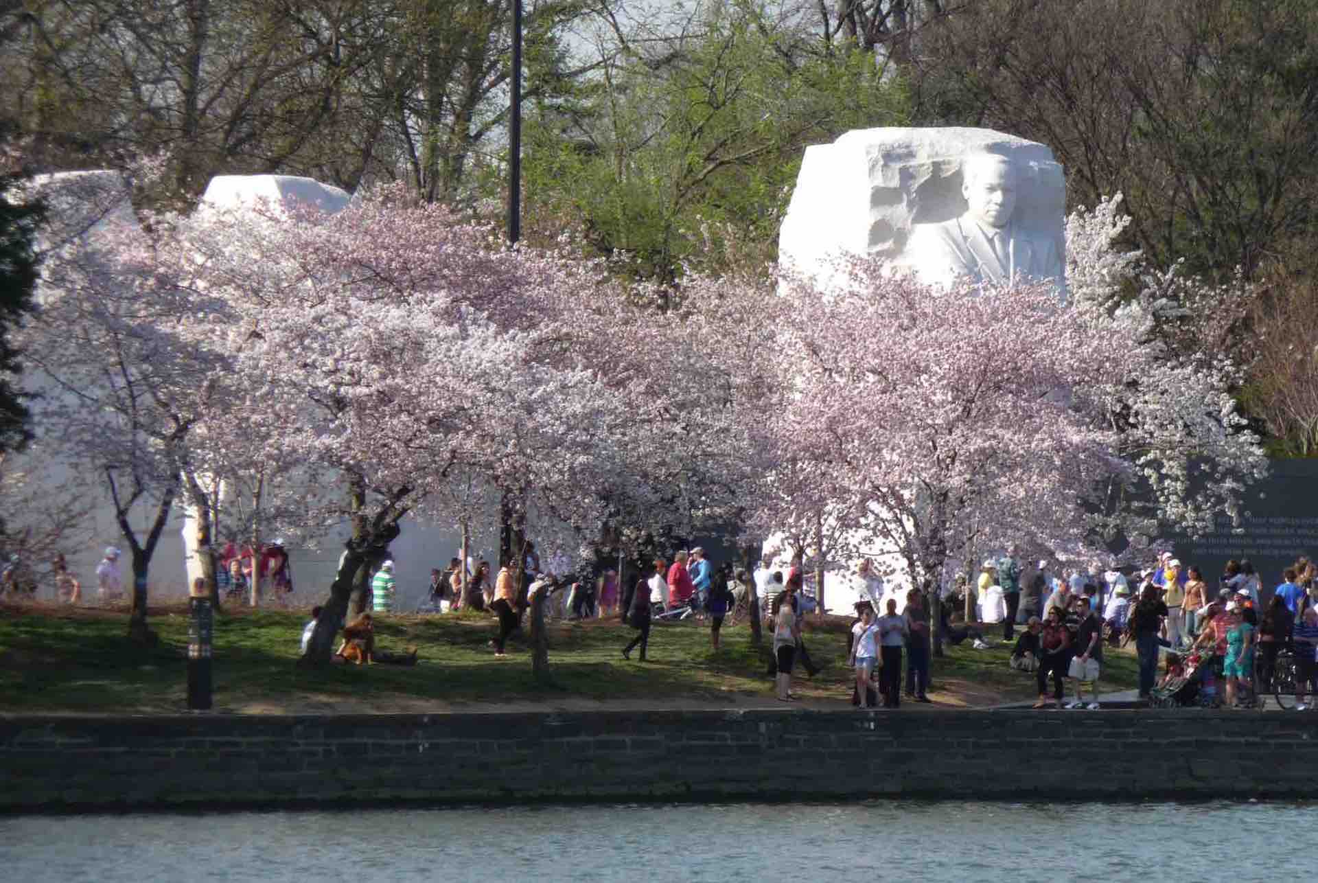 Martin Luther King Memorial, cherry blossoms, and the Reflecting Pool. Photo: Esther Ferington
